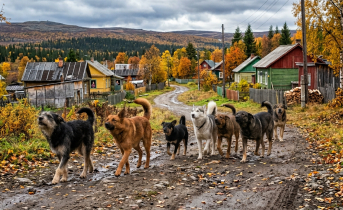 Собаки