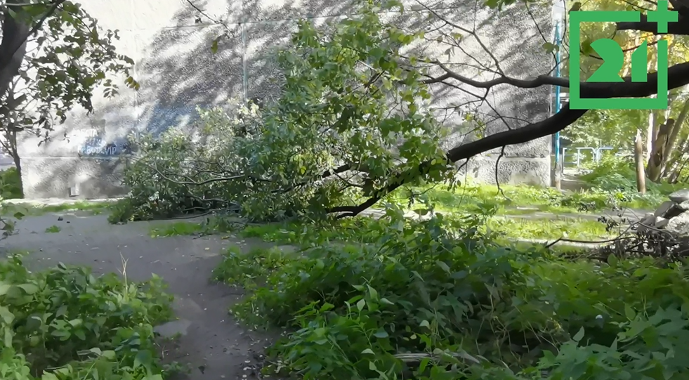 Поваленные деревья Дерево