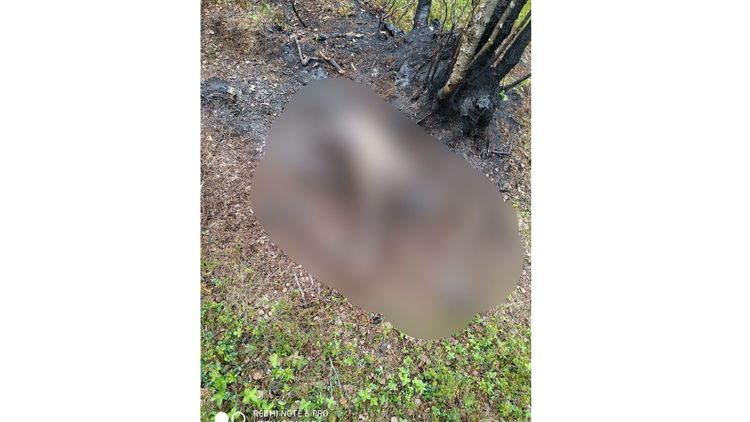 По найденным останкам женщины под Мурманском проводят генетическую экспертизу Место происшествия