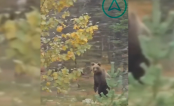 Медведь