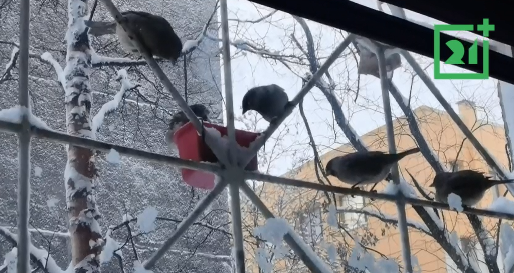 Воробьи
