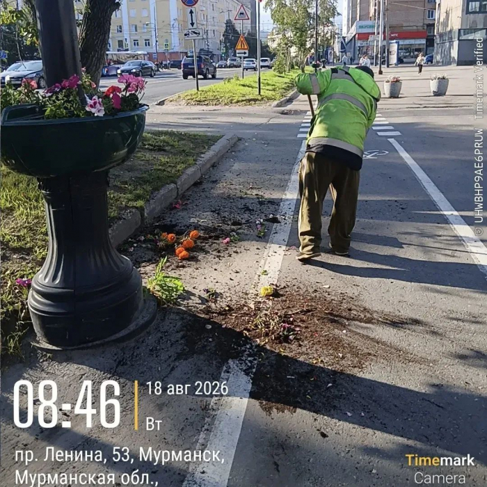 Неизвестный варварски вырвал цветы с клумб в центре Мурманска Вандализм