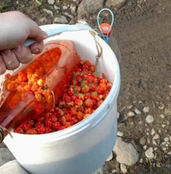 морошка