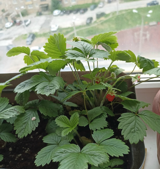 Северное чудо. Сочная земляника в Мурманской области Земляника
