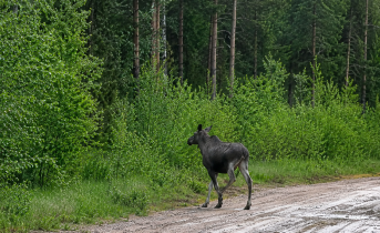 Лось