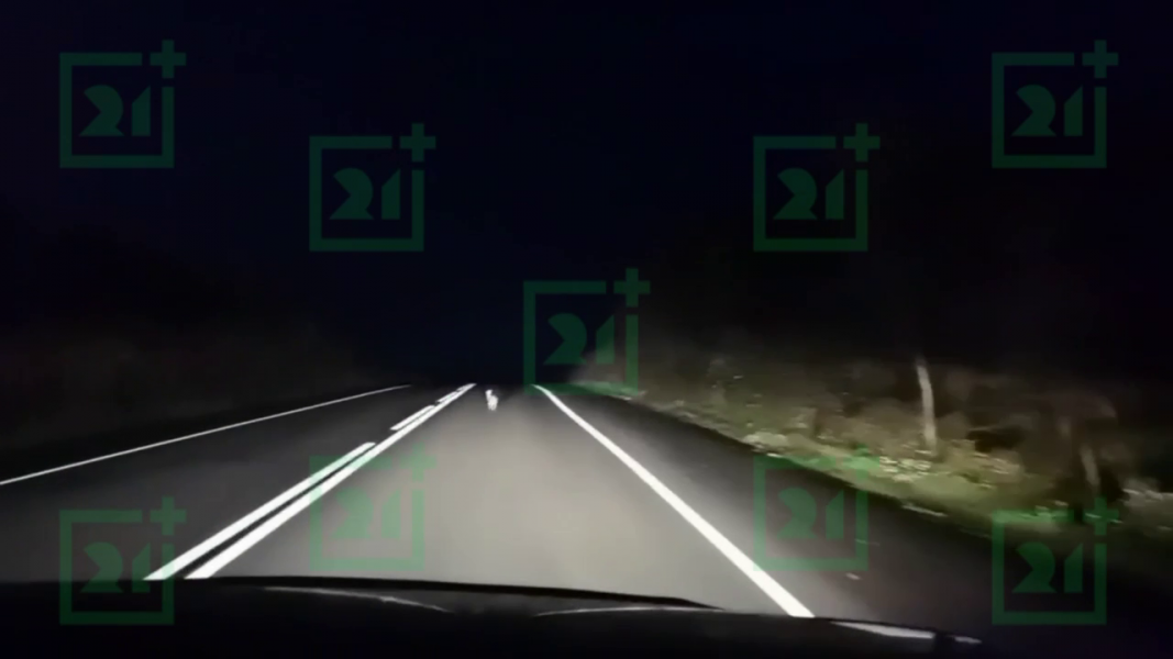 Заяц на трассе в Мурманской области Дорога