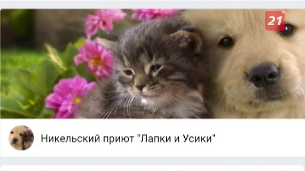 Кольская ГМК помогла приюту для бездомных животных в Никеле Приют