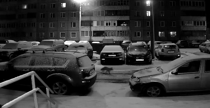 В Мурманске во дворе гуляет лиса Лиса