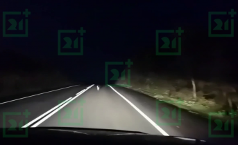 Заяц на трассе в Мурманской области Дорога