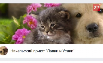 Кольская ГМК помогла приюту для бездомных животных в Никеле Приют