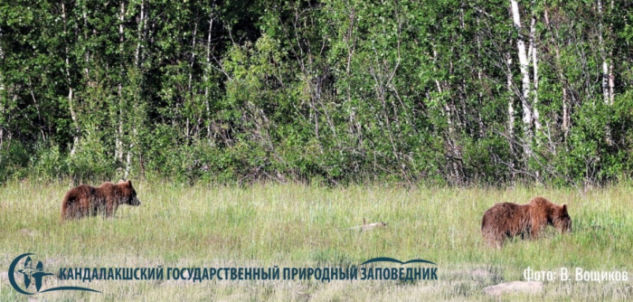 Косолапые попали на видео во время обеда в Мурманской области Лес