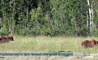 Косолапые попали на видео во время обеда в Мурманской области Лес