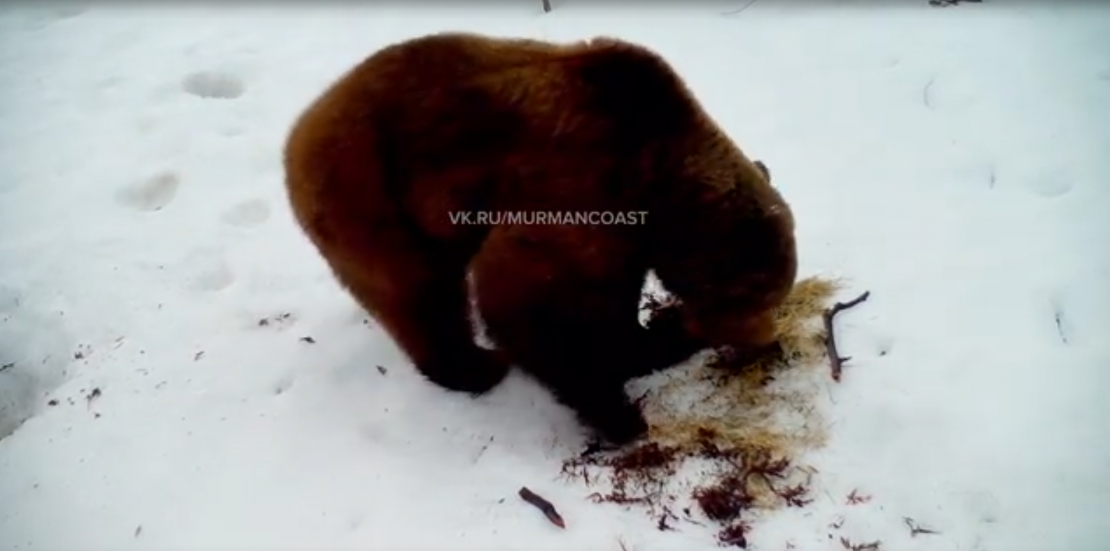 Медведя вблизи сняли на видео в Мурманской области Медведь