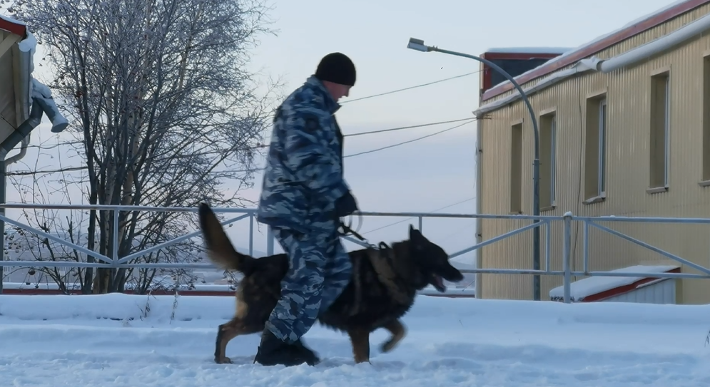 Группу серийных преступников поймали в Мурманской области Собака