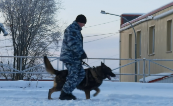 Группу серийных преступников поймали в Мурманской области Собака