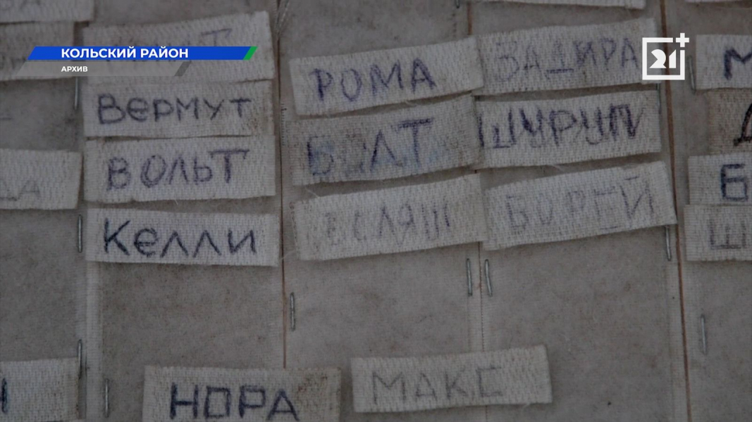 Собак выгнали из приюта в Мурманской области собак выгнали из приюта