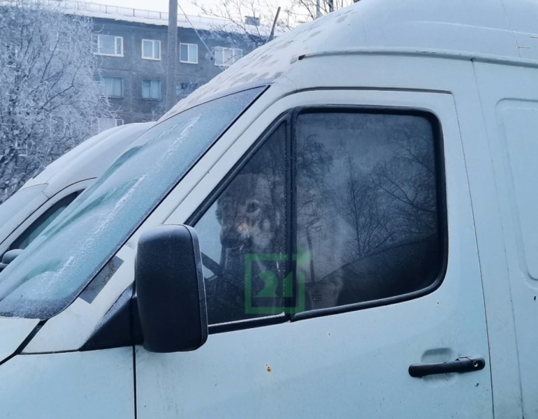 Забавные кадры сделали в Мурманске Собака