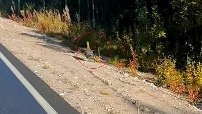 В Мурманской области встретили глухарей Глухарь