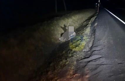 В Мурманской области разыскивают водителя, сбившего дикое животное Лось