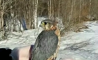 Сокол
