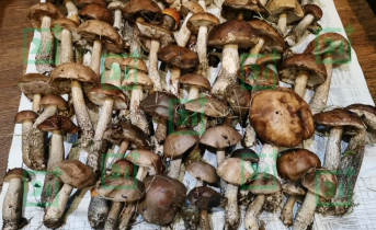 Грибная поляна Грибы