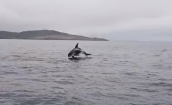 В Баренцевом море дельфины сопроводили рыбаков Дельфины