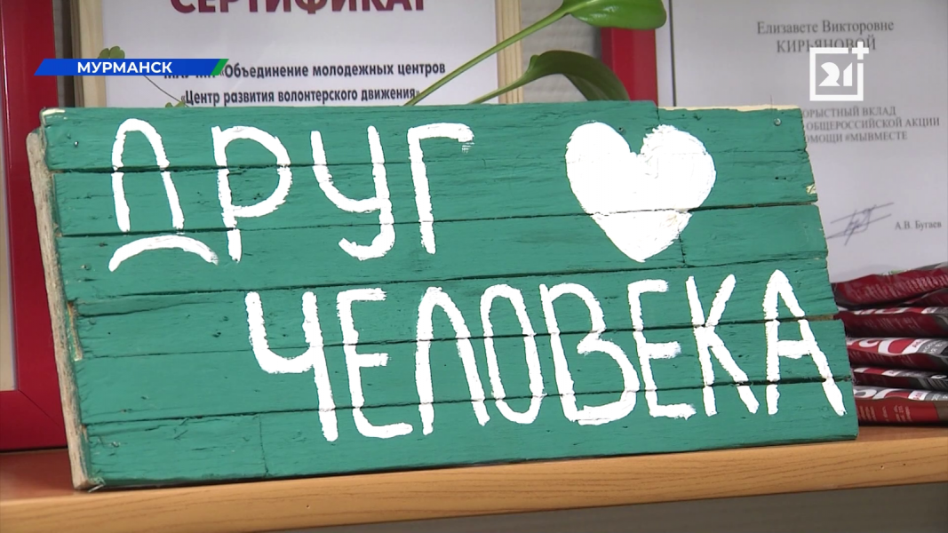 В Мурманске началась акция по сбору кормов и амуниции для бездомных животных Друг человека