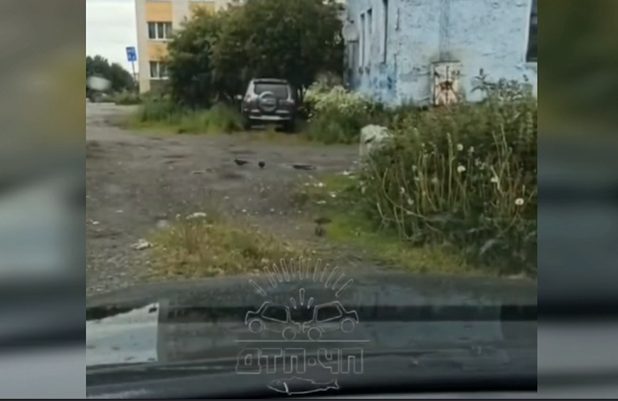 Крысы в мурманском дворе Крысы