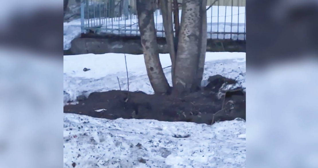 Полчище крыс напугало северянку в Мурманске Крысы