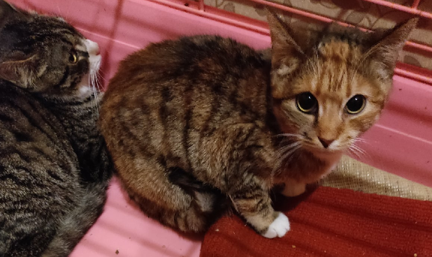 Стала известна судьба чудом спасенных животных в Мурманске Котята