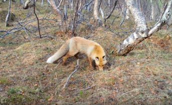 Дикие звери попали на видео Лиса
