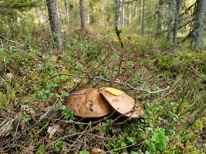 Грибы