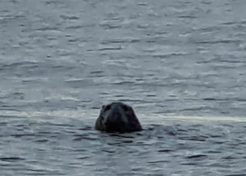 В Баренцевом море туристов сопроводили морские обитатели Тюлень