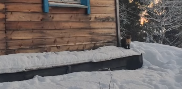 Куница