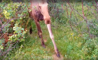 Лось