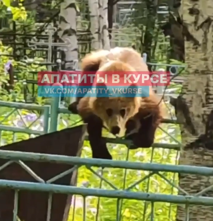 Медведь на кладбище Медведь