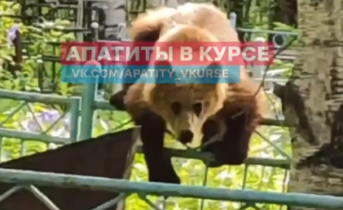 Медведь