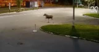 Гуляющего по городу лося заметили в Коле Лось