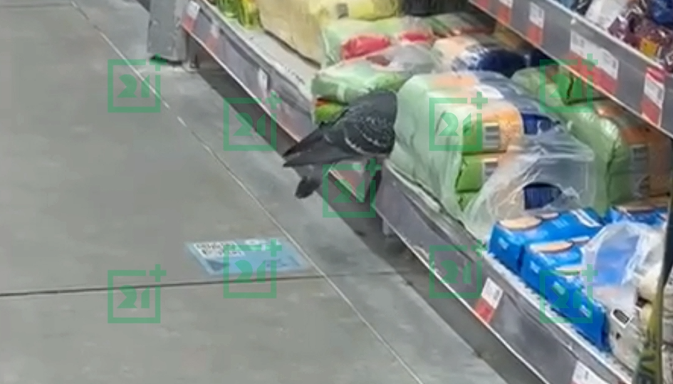 Голубь