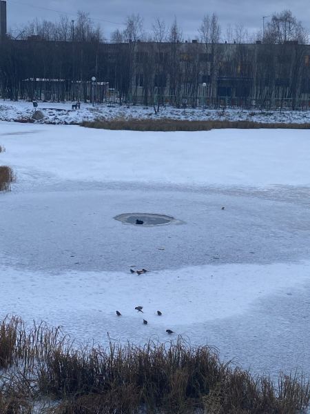 В Мурманской области на водоеме спасли утенка Водоем
