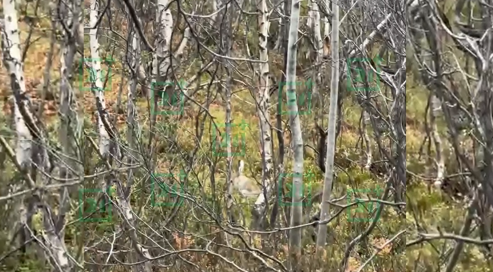 Необычного грибника встретили под Мурманском Заяц