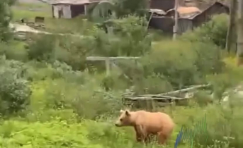 Медведь