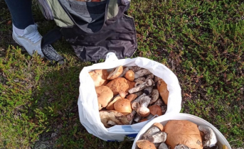 Северяне нашли богатое грибное место в Мурманской области Грибы