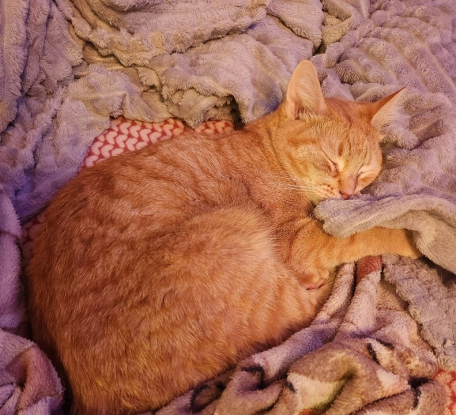 Кошка