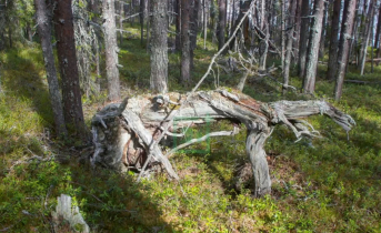 Коряга