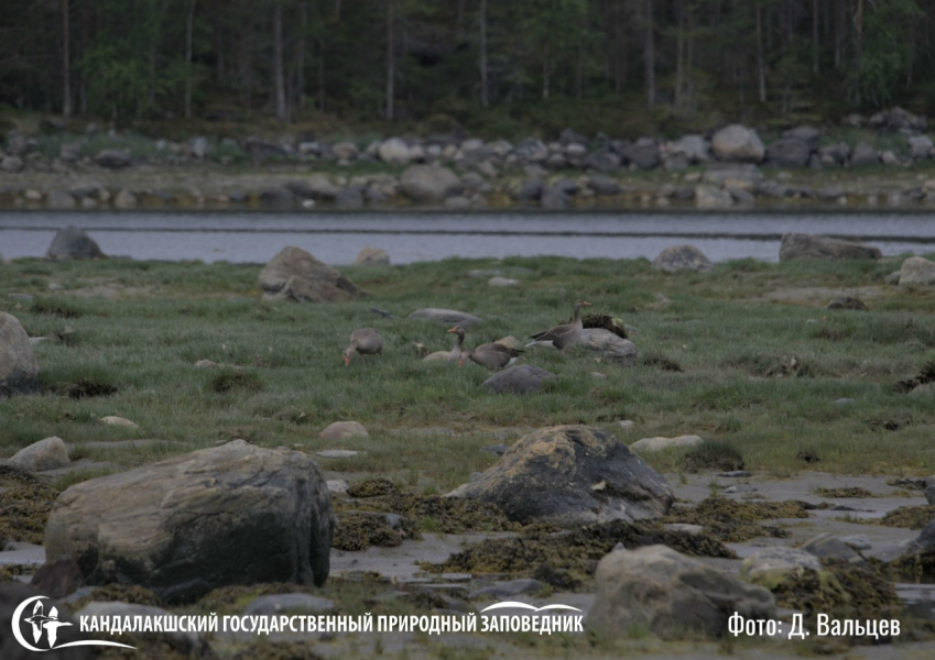 Краснокнижных гусей встретили в Мурманской области Гуси
