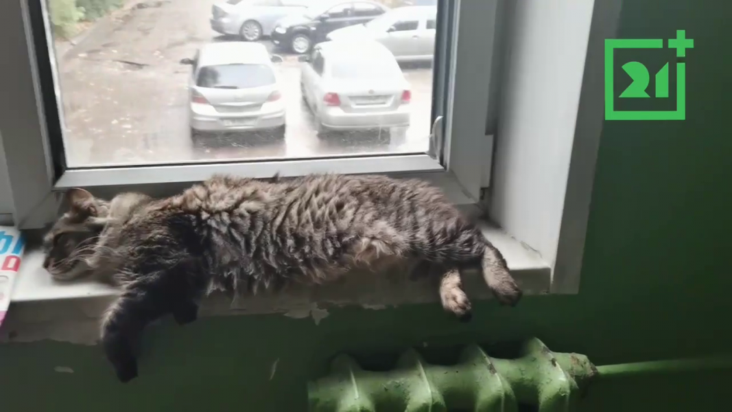Кот
