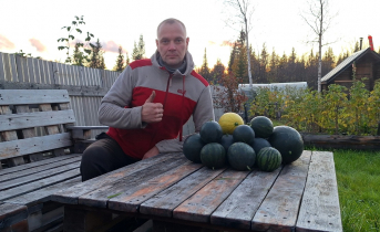 Северянин собрал богатый урожай арбузов Арбузы, мужчина