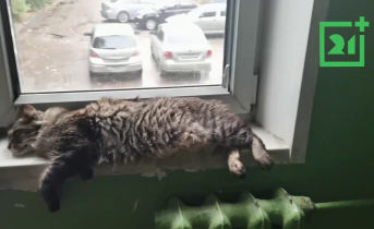 Кот