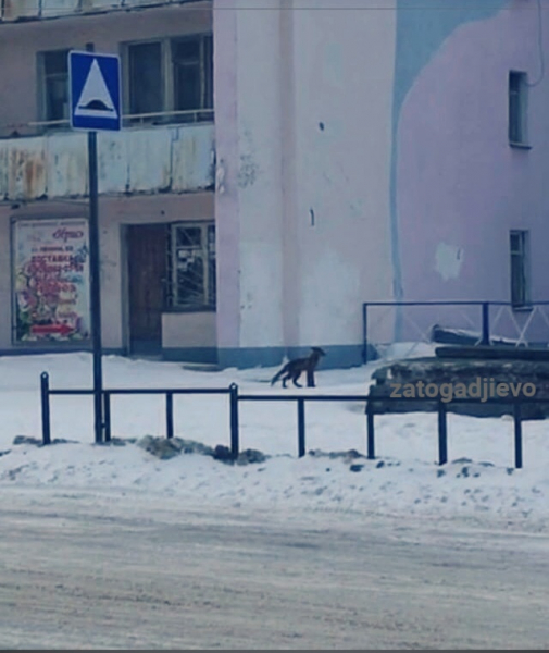 Лиса пришла к школе в Мурманской области Лиса